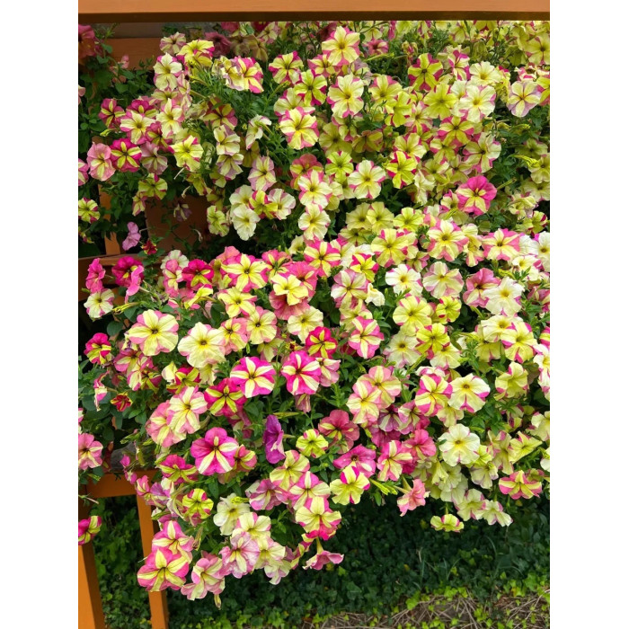 Петунія ампельна грандіфлора Лавина F1 Rose Yellow Star, 200 шт.